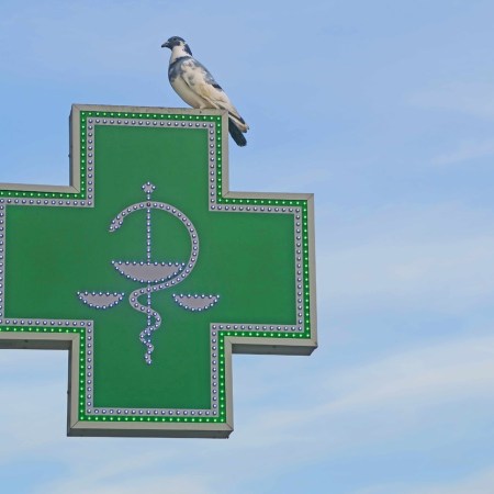 Photo of a pharmacy sign. A pigeon is sitting on the sign.