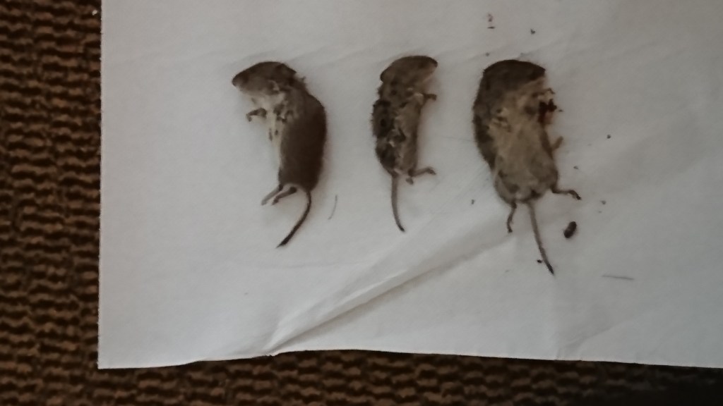 three dead mice that we've found scattered around the house