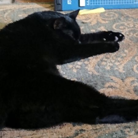 a photo of our cat, Reuben