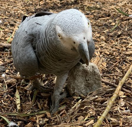 A photo of a grey parrot