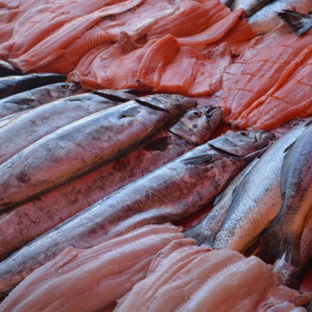 Dead fish, layered in rows as if in a fish shop