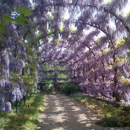 a garden. A staked tunnel, covered in wisteria