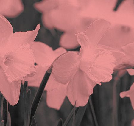 photograph showing daffodils. ;the photo has been altered to make the flowers appear pink