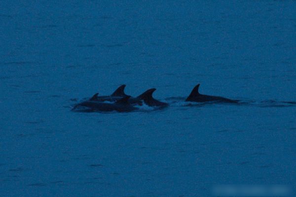 Photograph of a pod of Bottlenose Dolphins