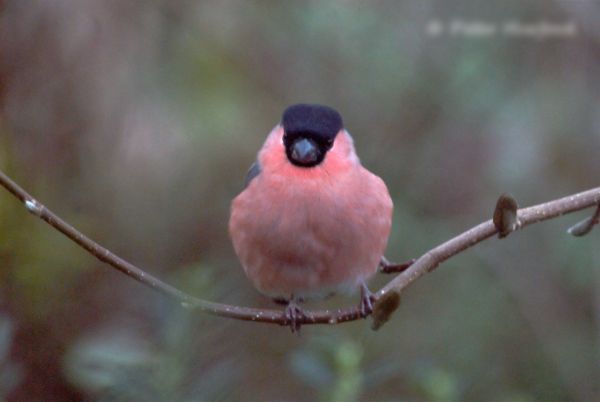 Photo of a bullfinch