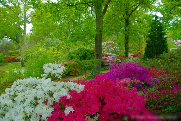 A photo of blooming flowers at Exbury Gardens, Hampshire, UK