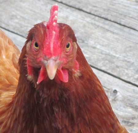 Photo of a hen.