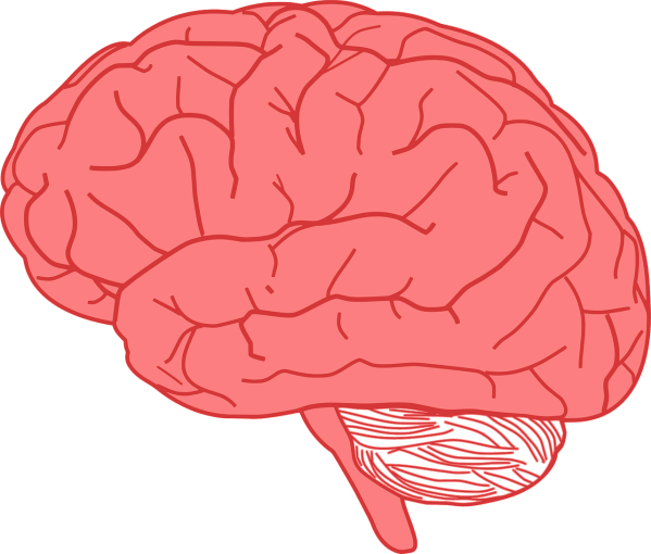 clipart showing a brain