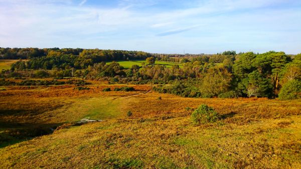 Photo of the New Forest