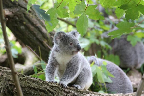 Photograph of a Koala bear