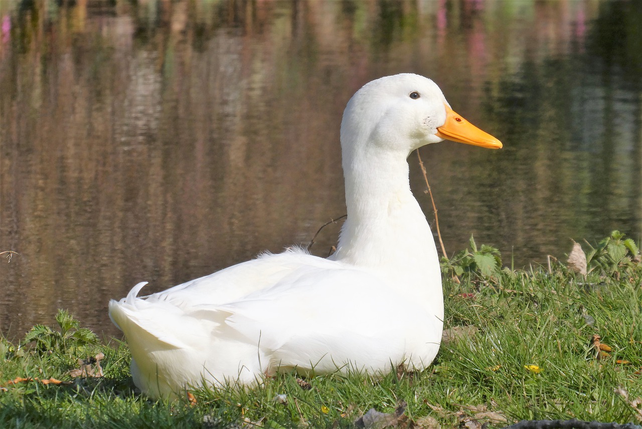 Photo ofan Aylesbury Duck