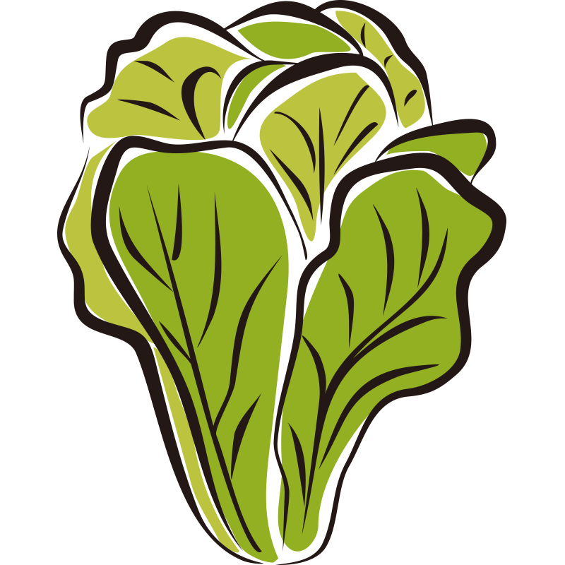 clipart image of a lettuce